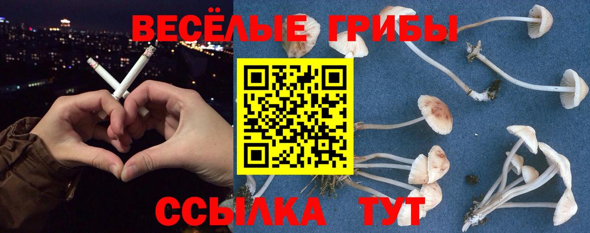 Сунжа  Галлюциногенные грибы Psilocybe  Вход с VPN  как найти закладки  Галлюциногенные грибы GOLDEN TEACHER 